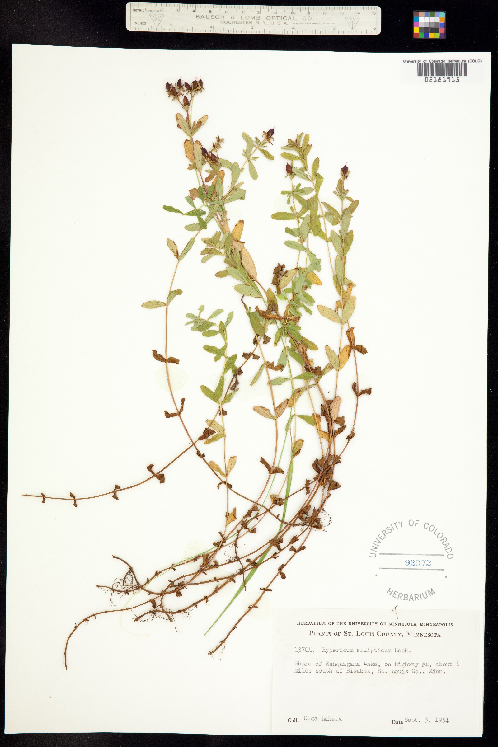 Hypericum ellipticum image