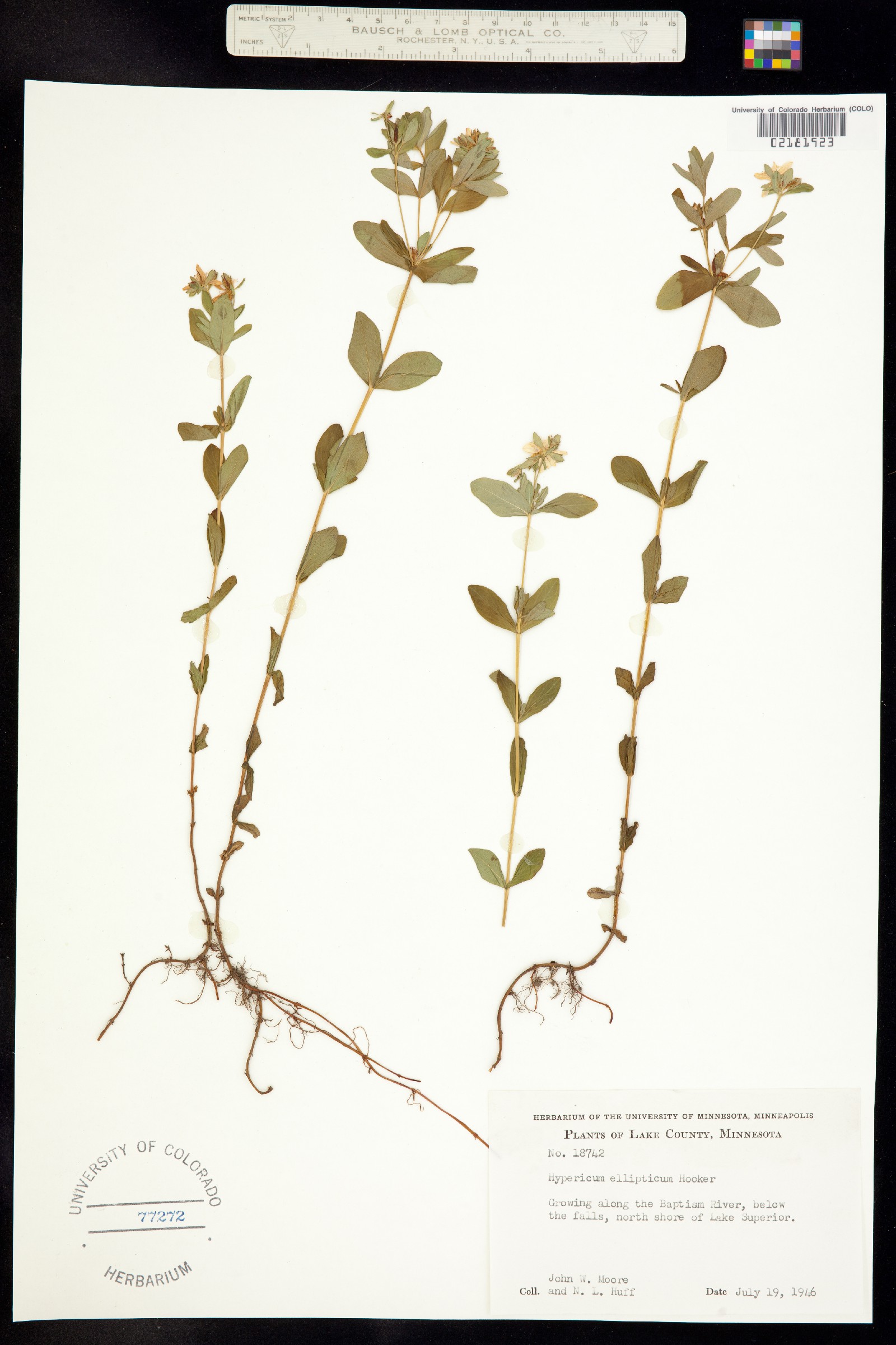 Hypericaceae image