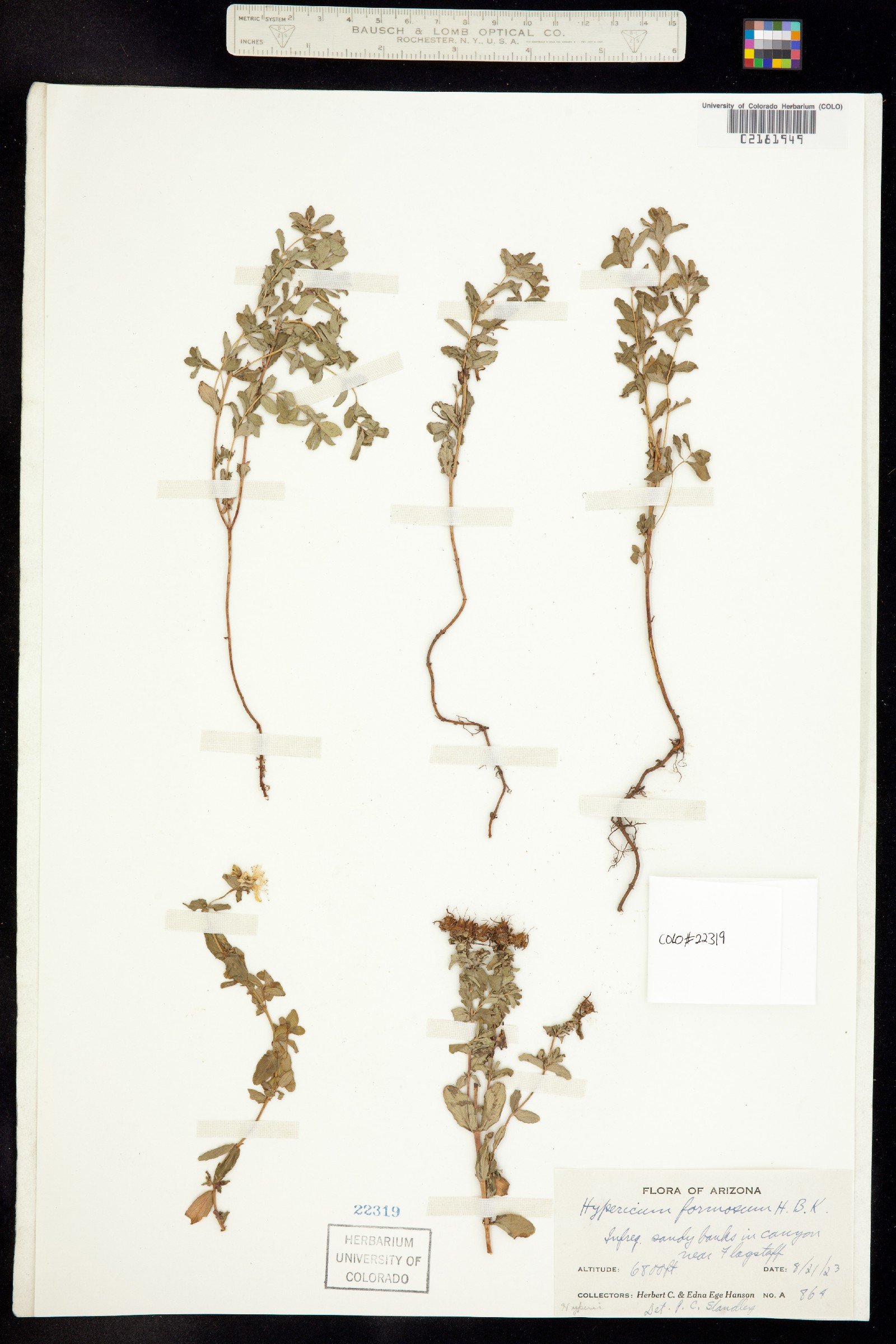 Hypericum formosum image