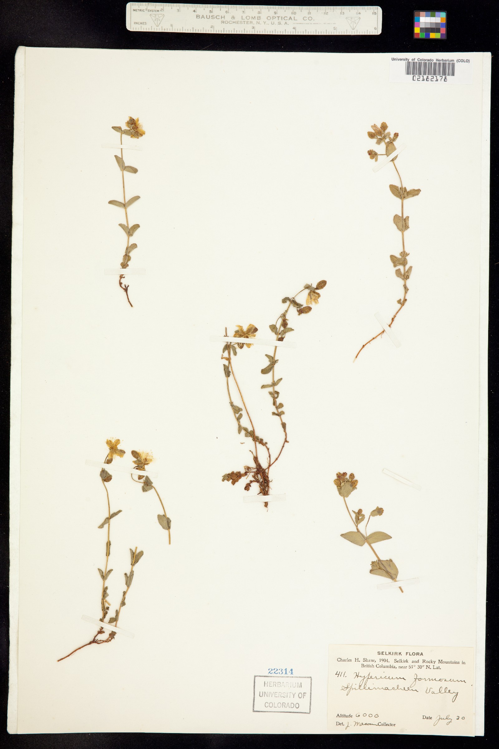 Hypericum formosum image