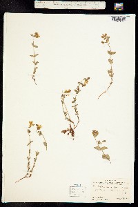 Hypericum formosum image