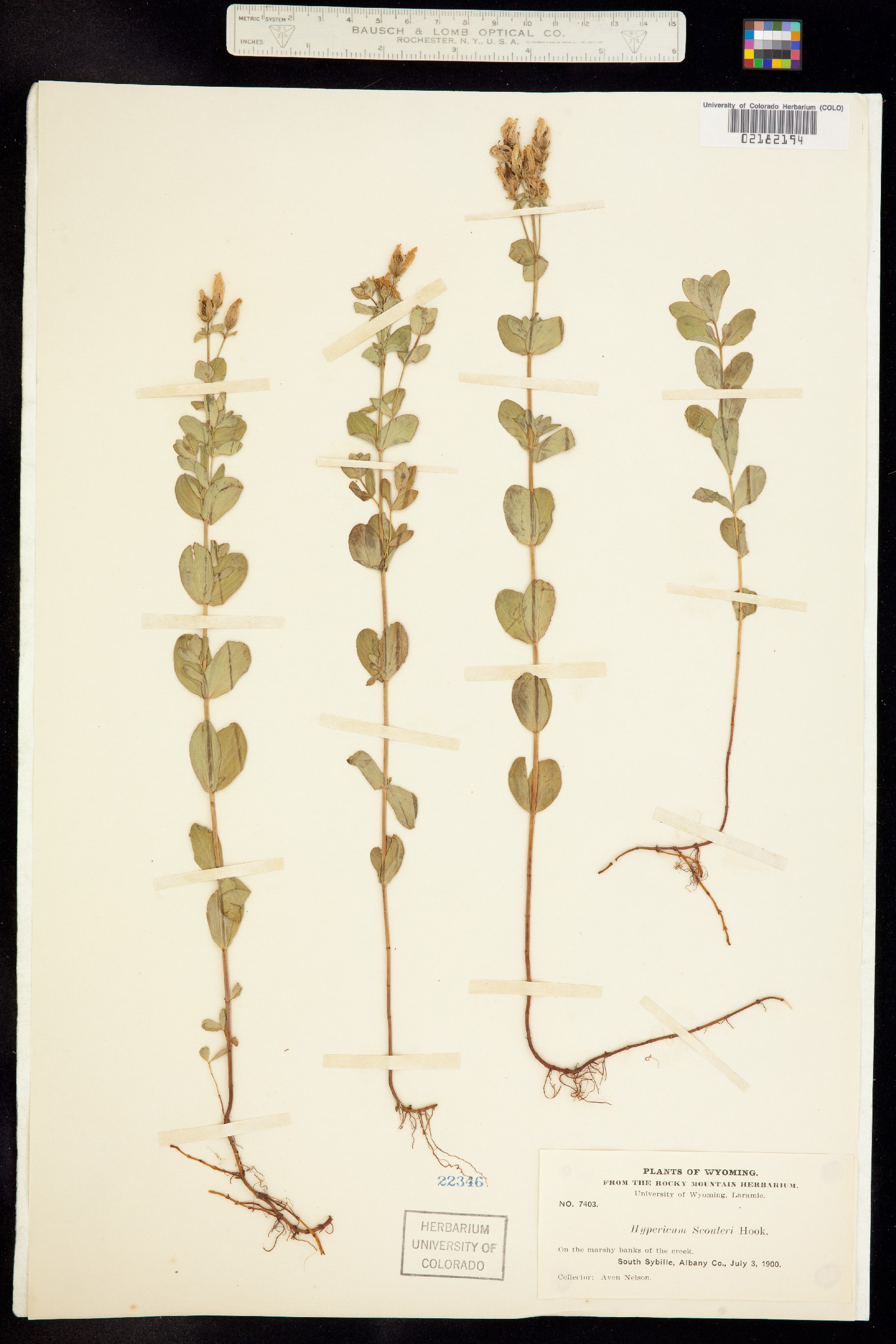 Hypericum formosum image