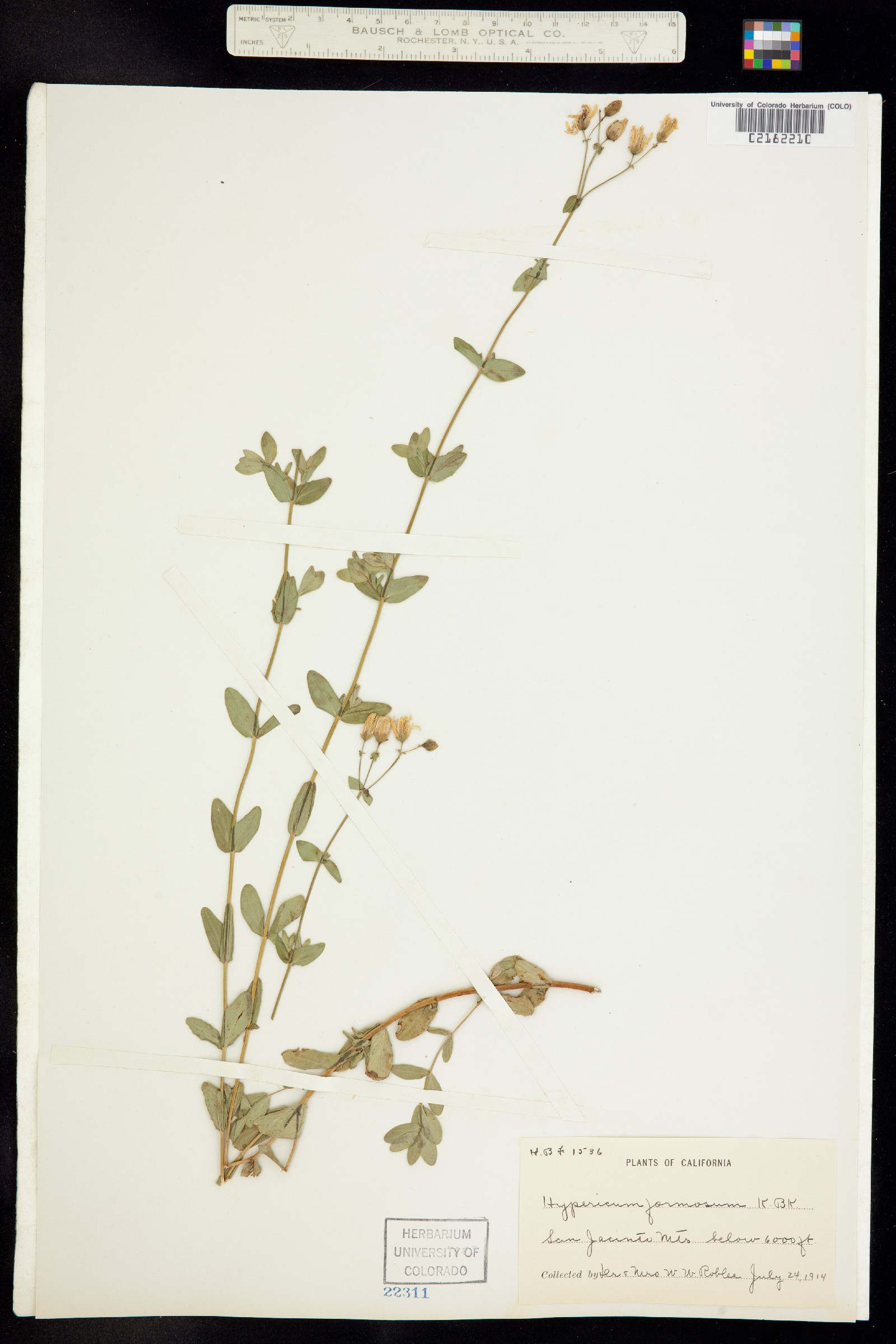 Hypericum formosum image