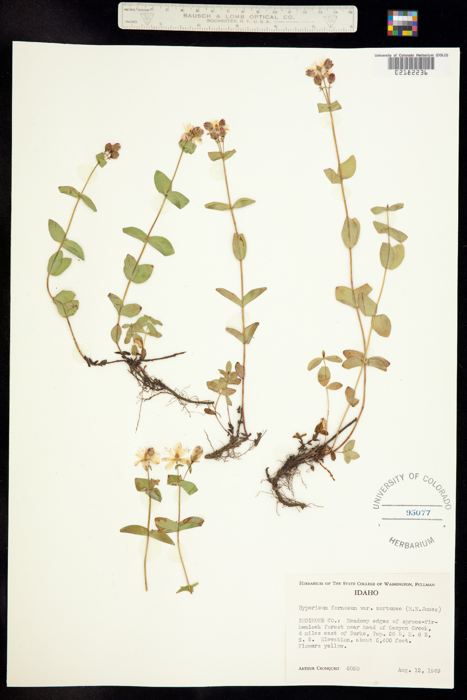 Hypericum formosum image