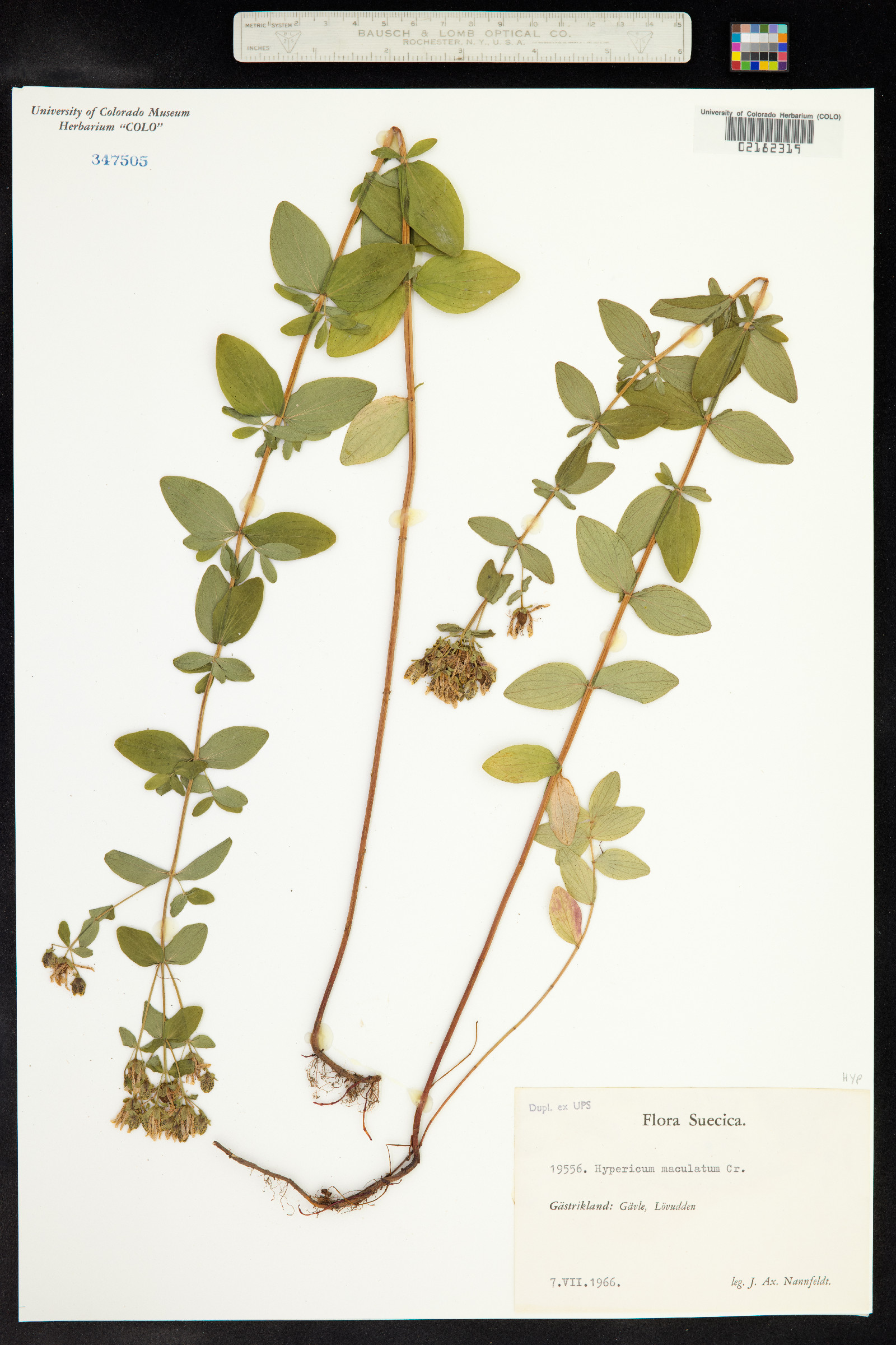 Hypericum maculatum image