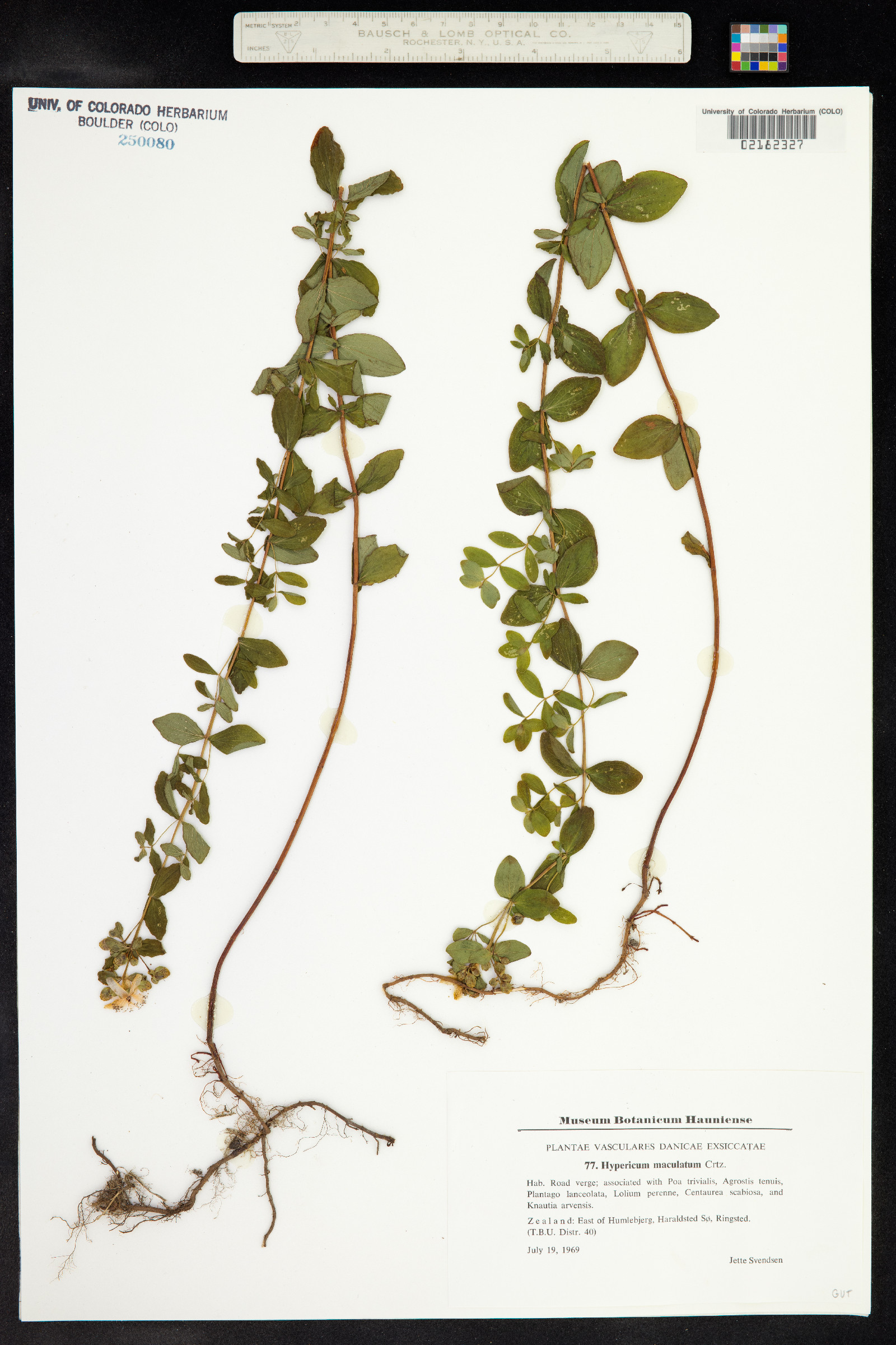 Hypericum maculatum image