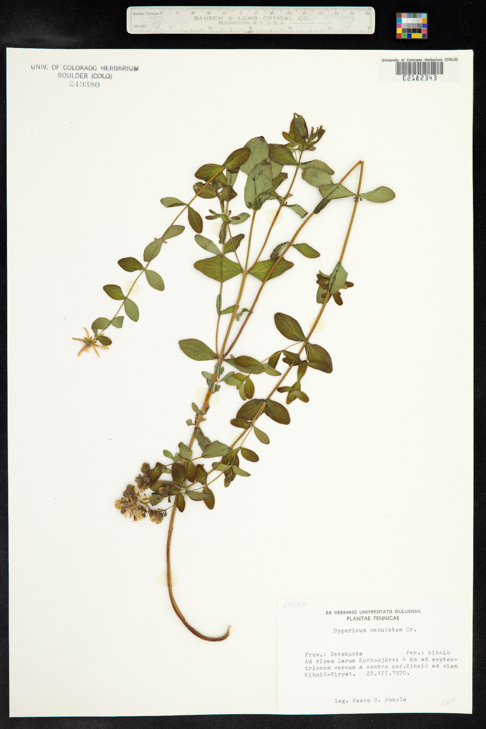 Hypericum maculatum image