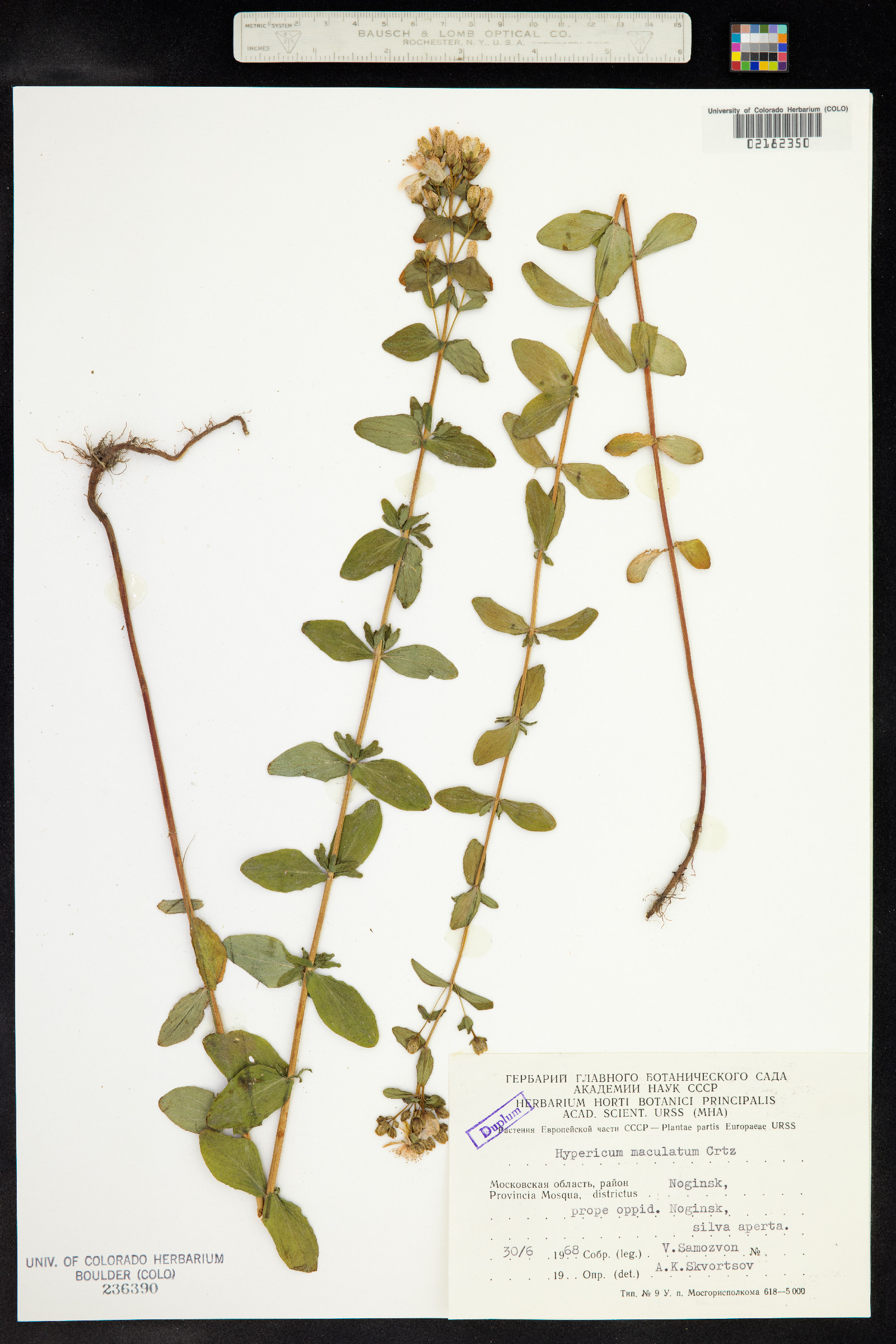 Hypericum maculatum image