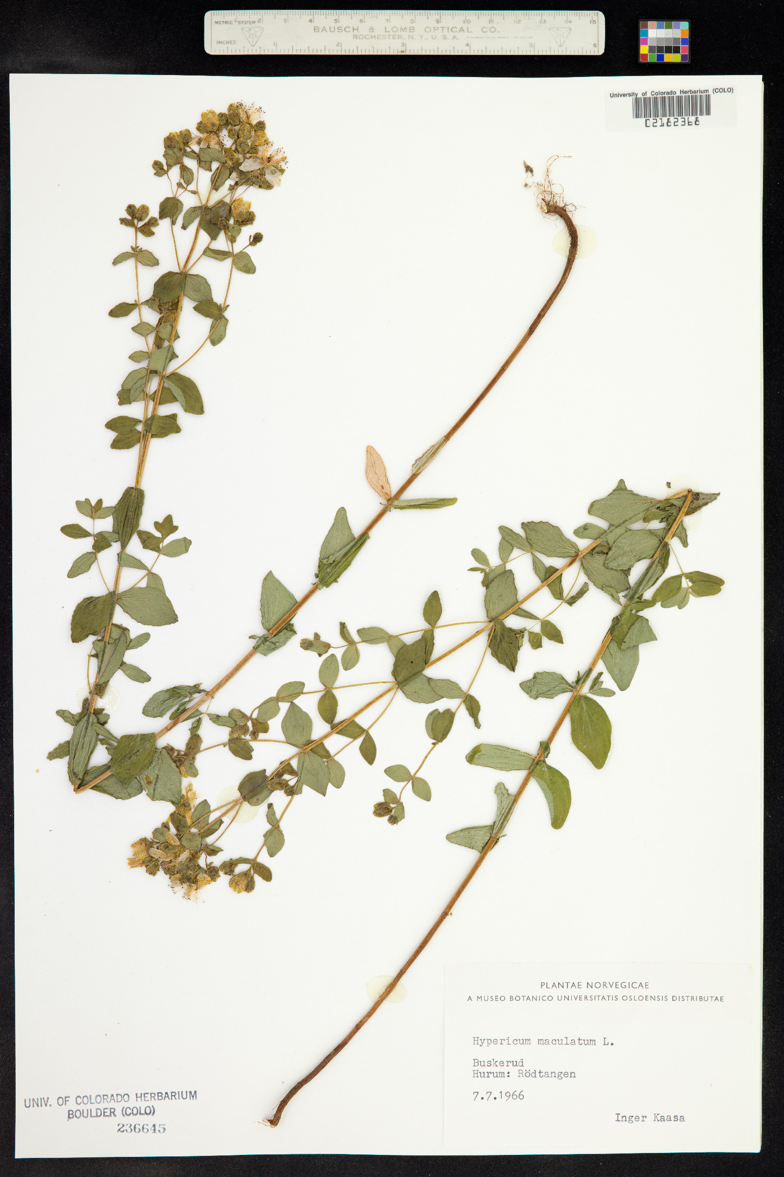 Hypericum maculatum image