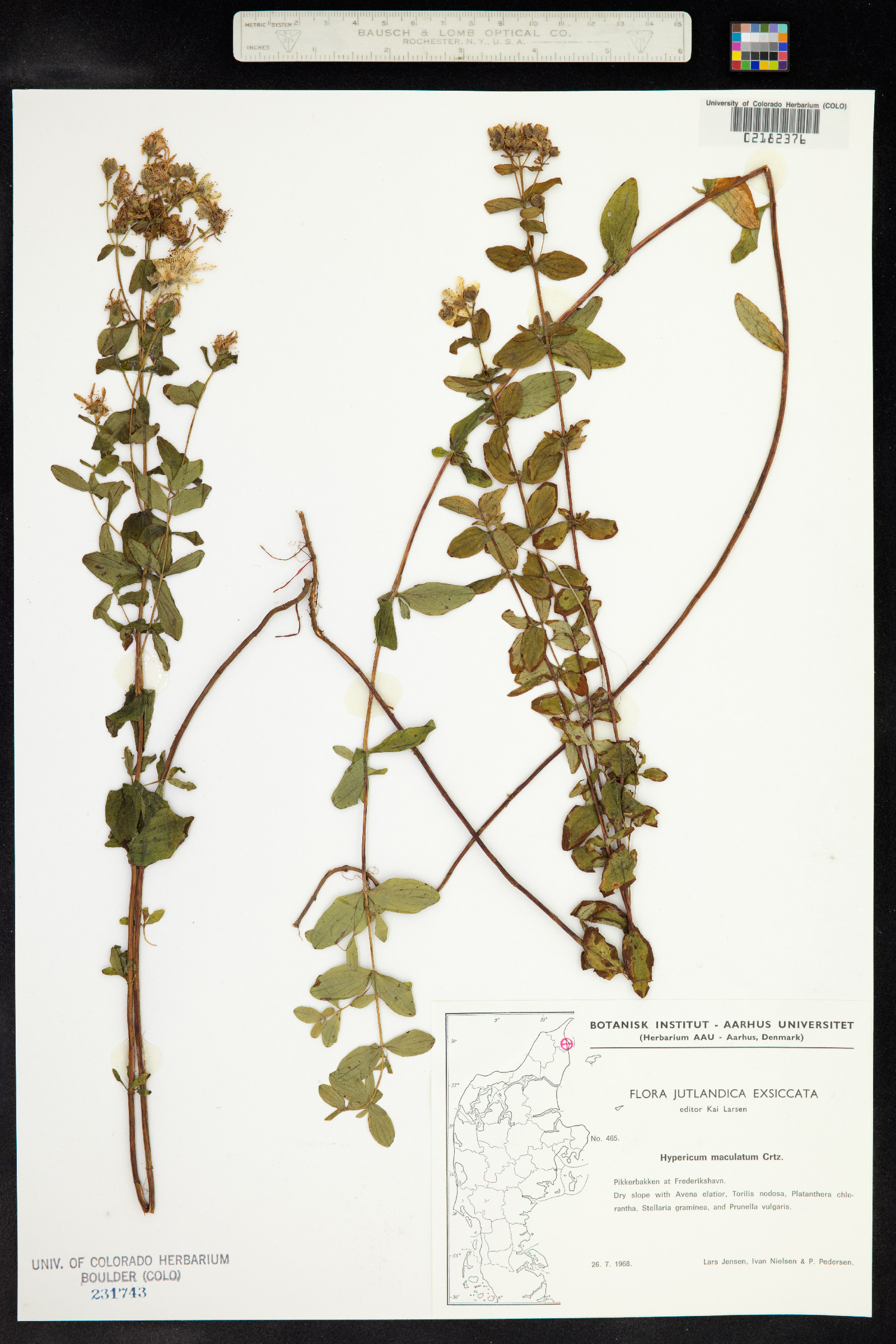 Hypericum maculatum image