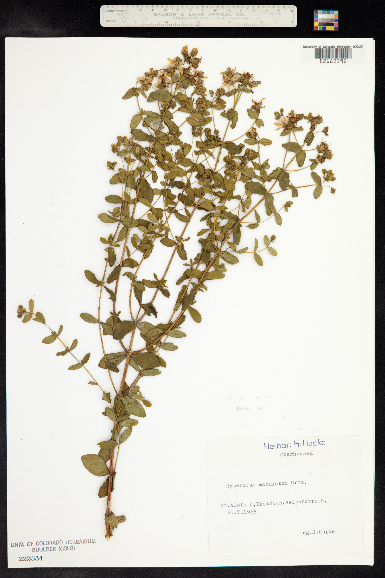 Hypericum maculatum image