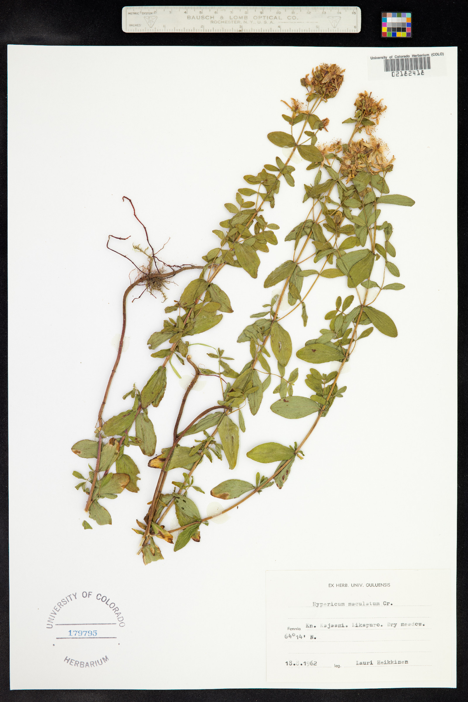 Hypericum maculatum image