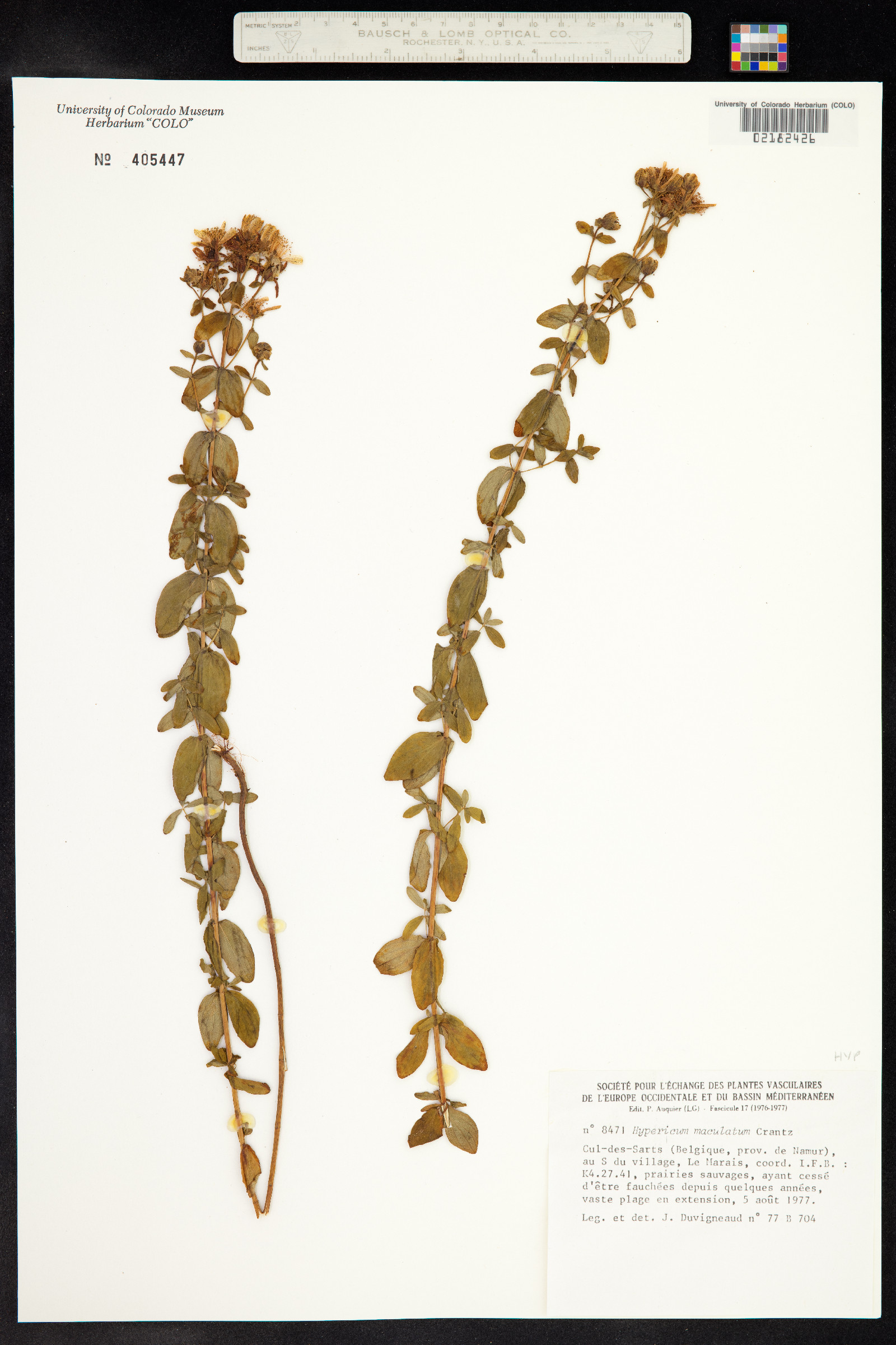 Hypericum maculatum image