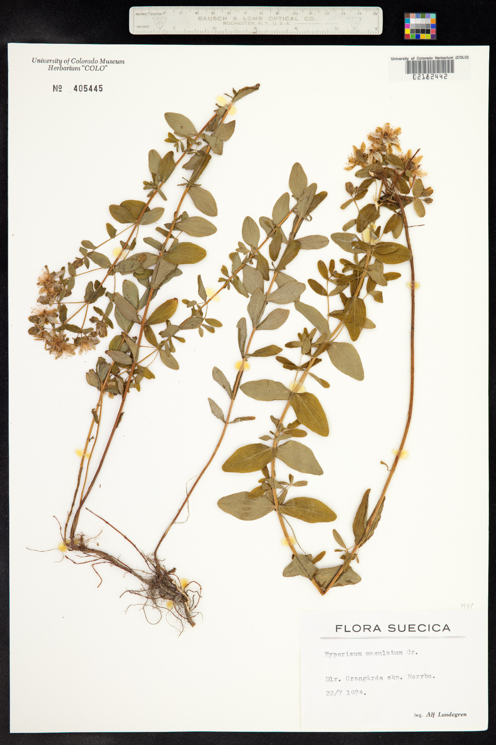Hypericum maculatum image