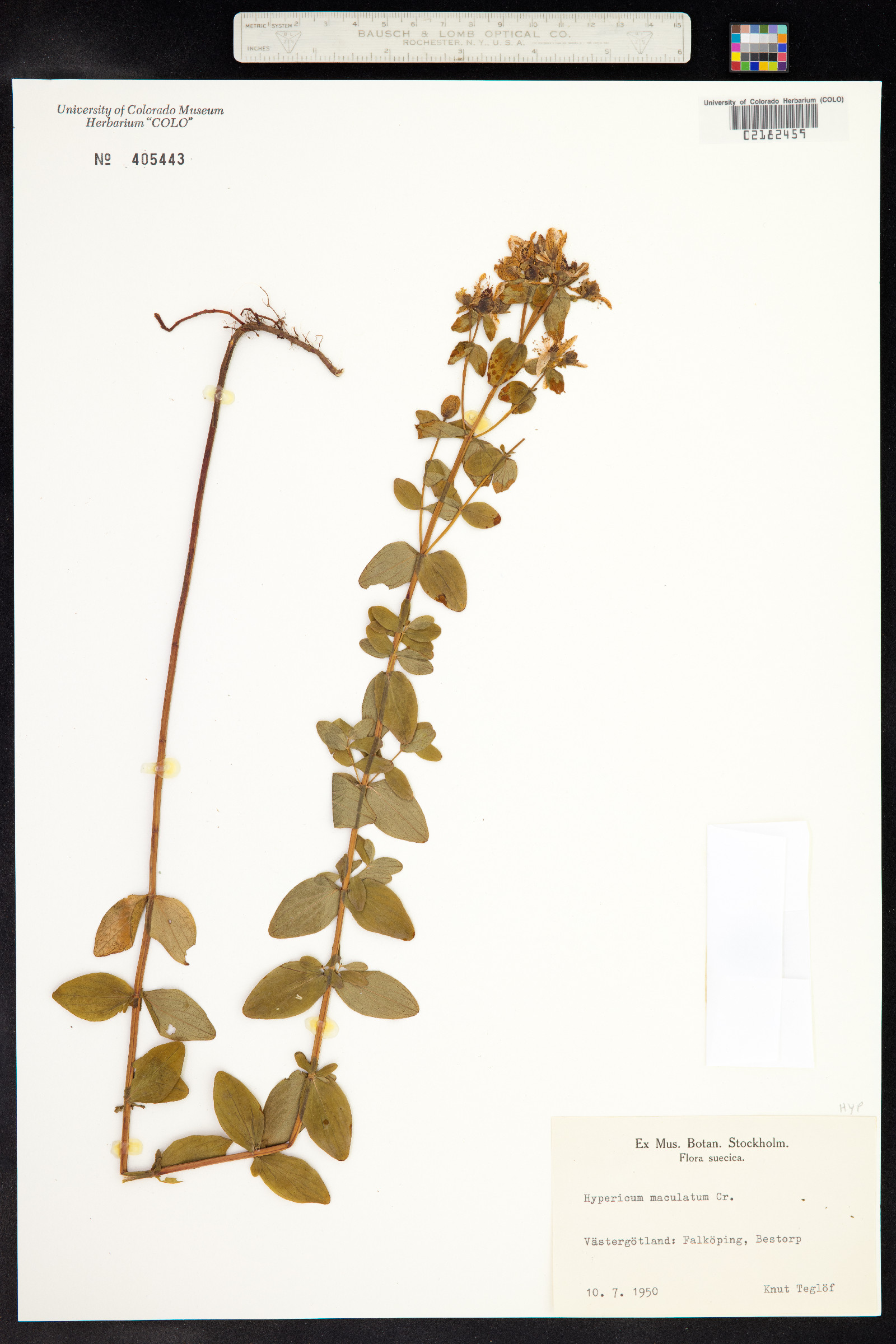 Hypericum maculatum image
