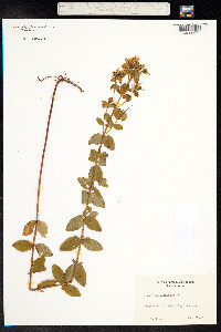 Hypericum maculatum image