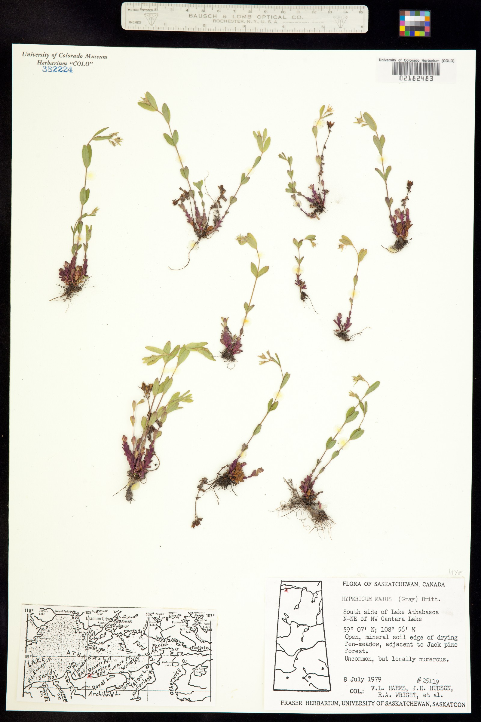 Hypericum majus image