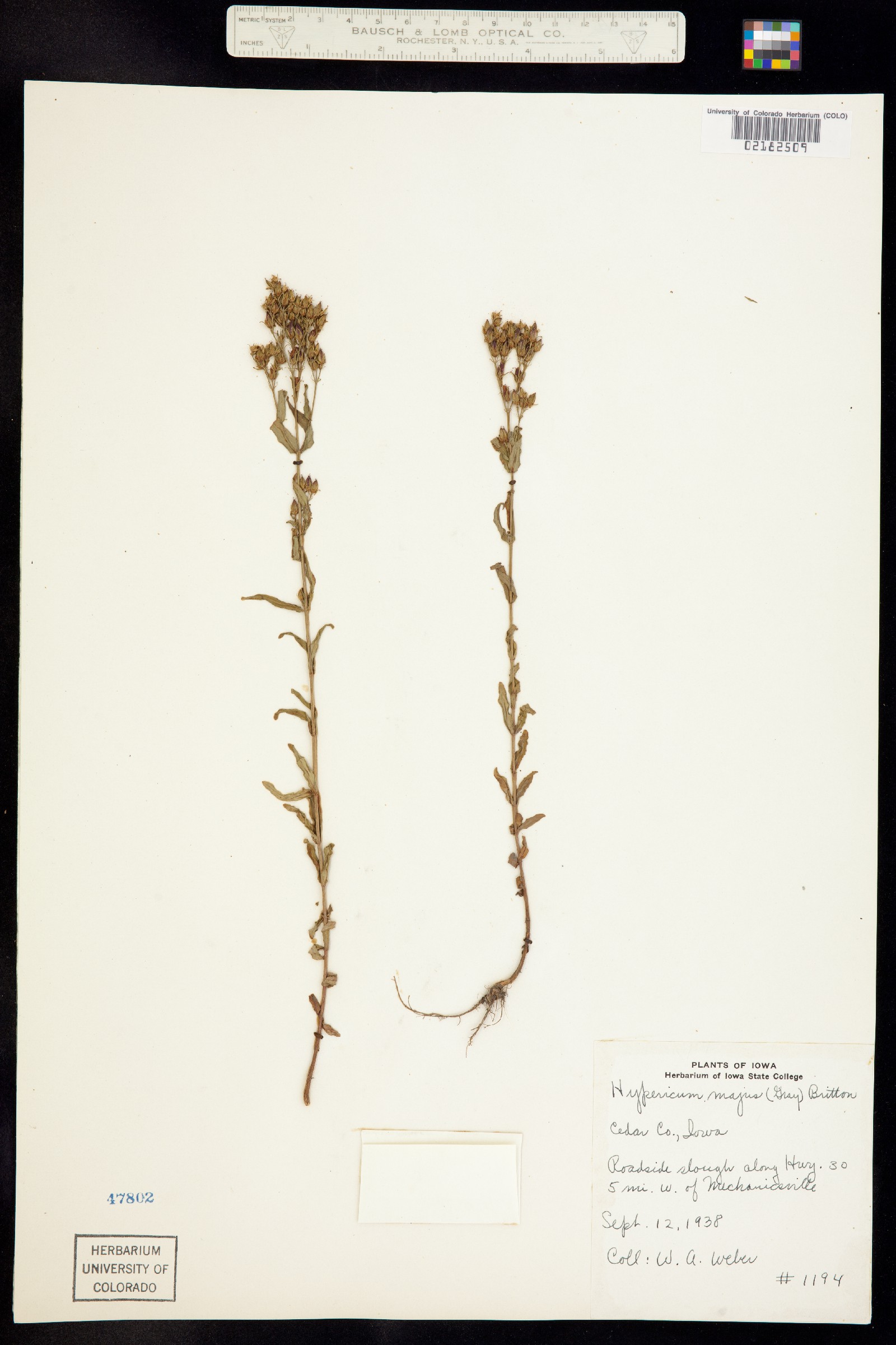 Hypericaceae image