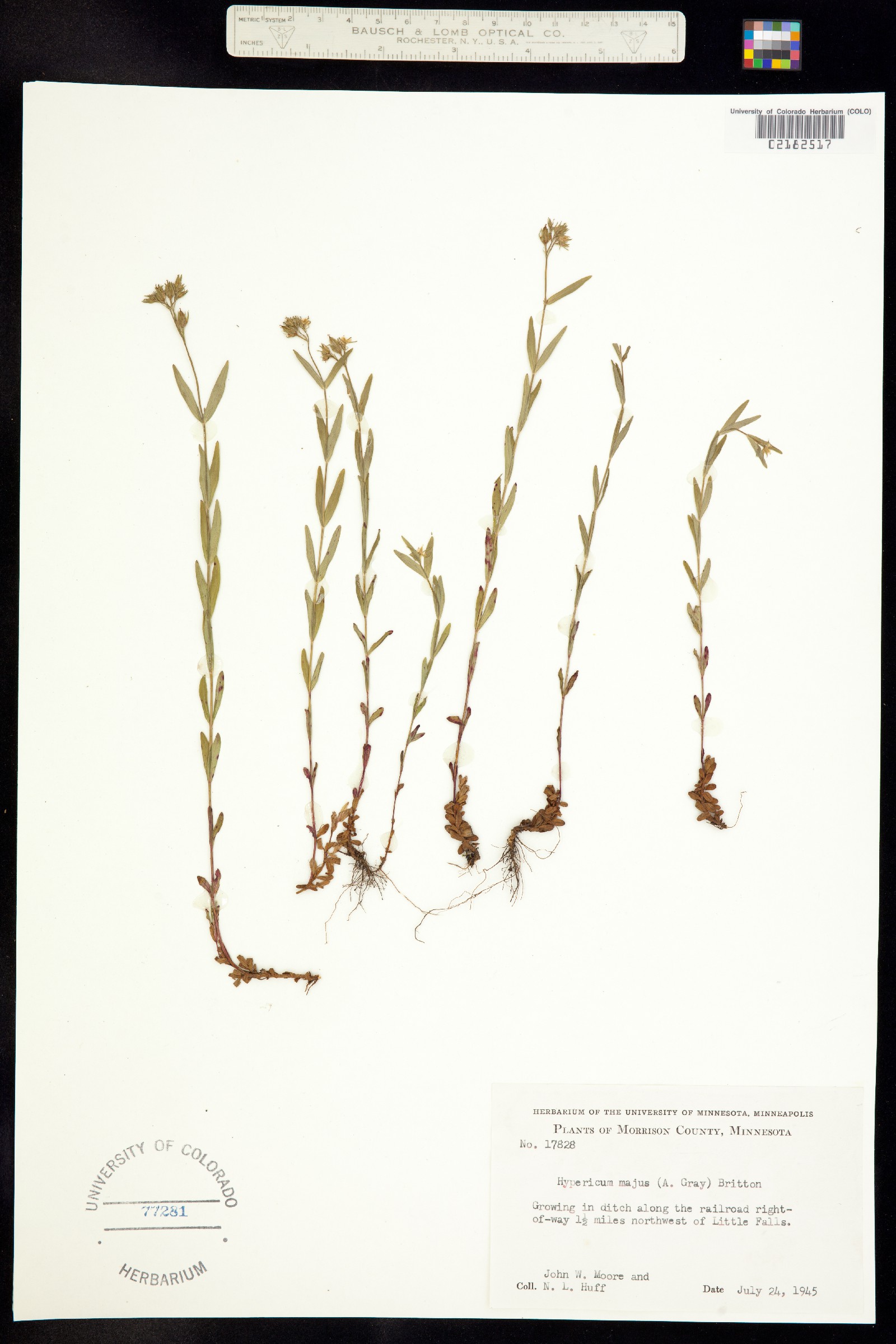 Hypericum majus image