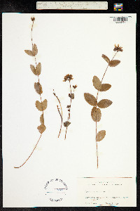 Hypericum montanum image