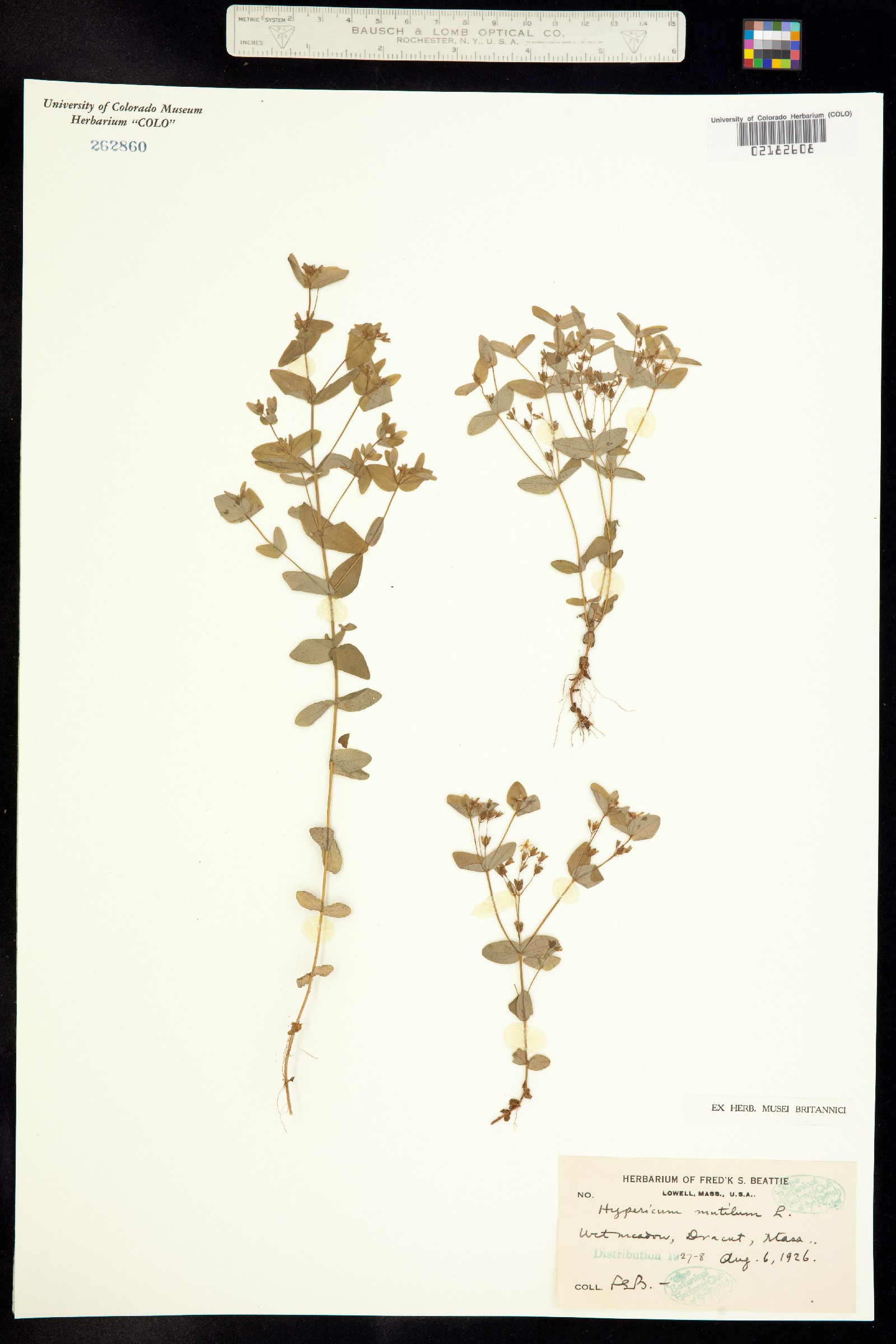 Hypericum image