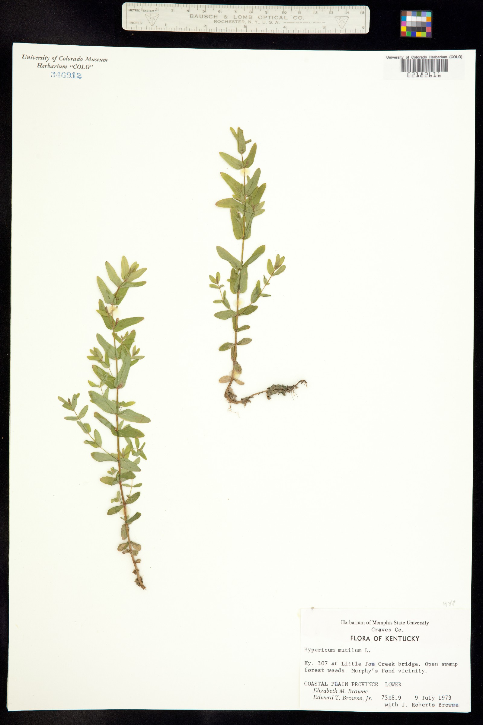 Hypericum image