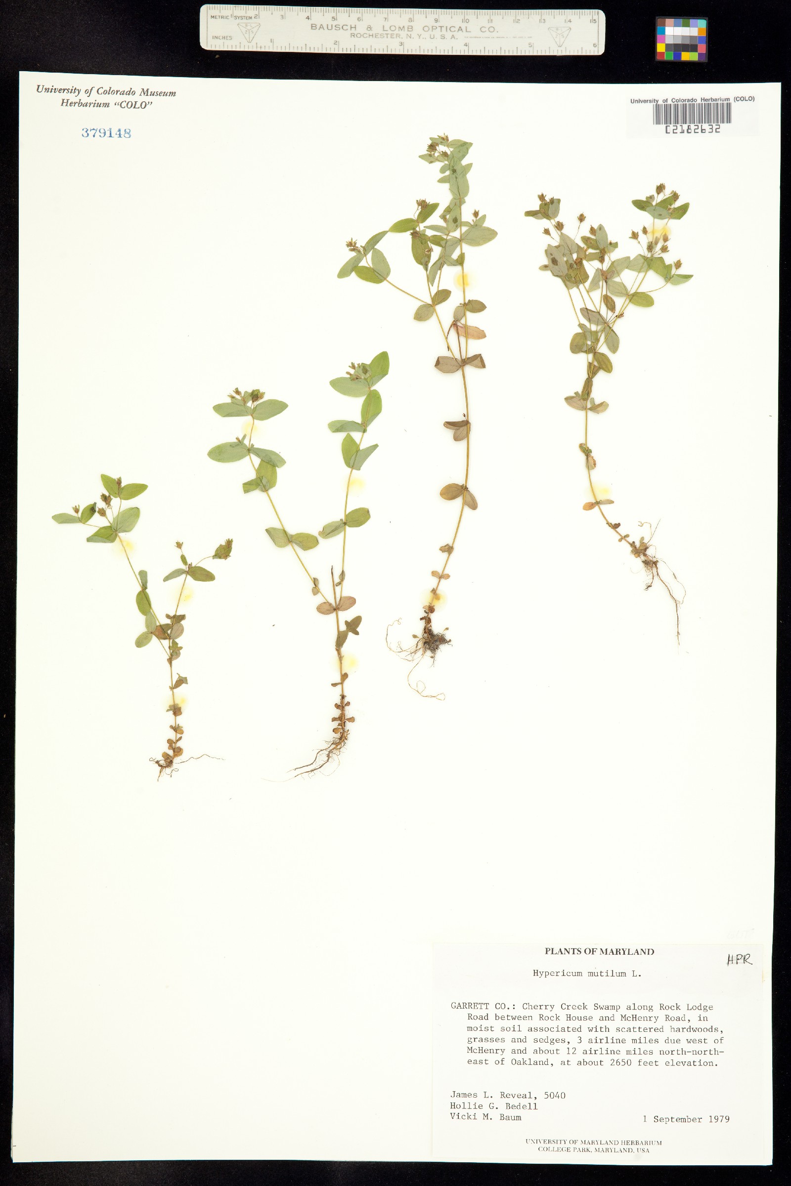 Hypericum image