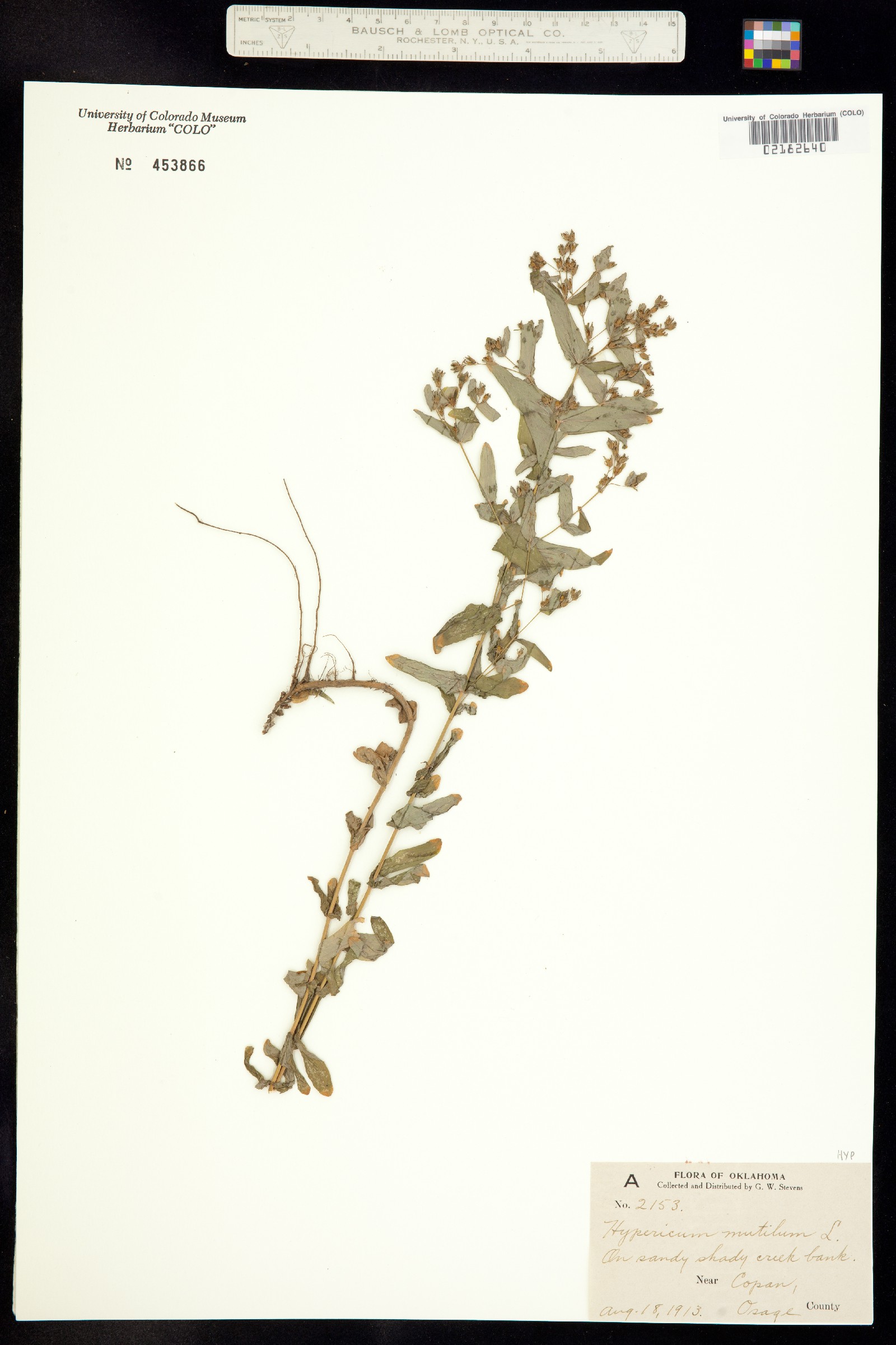 Hypericum mutilum image