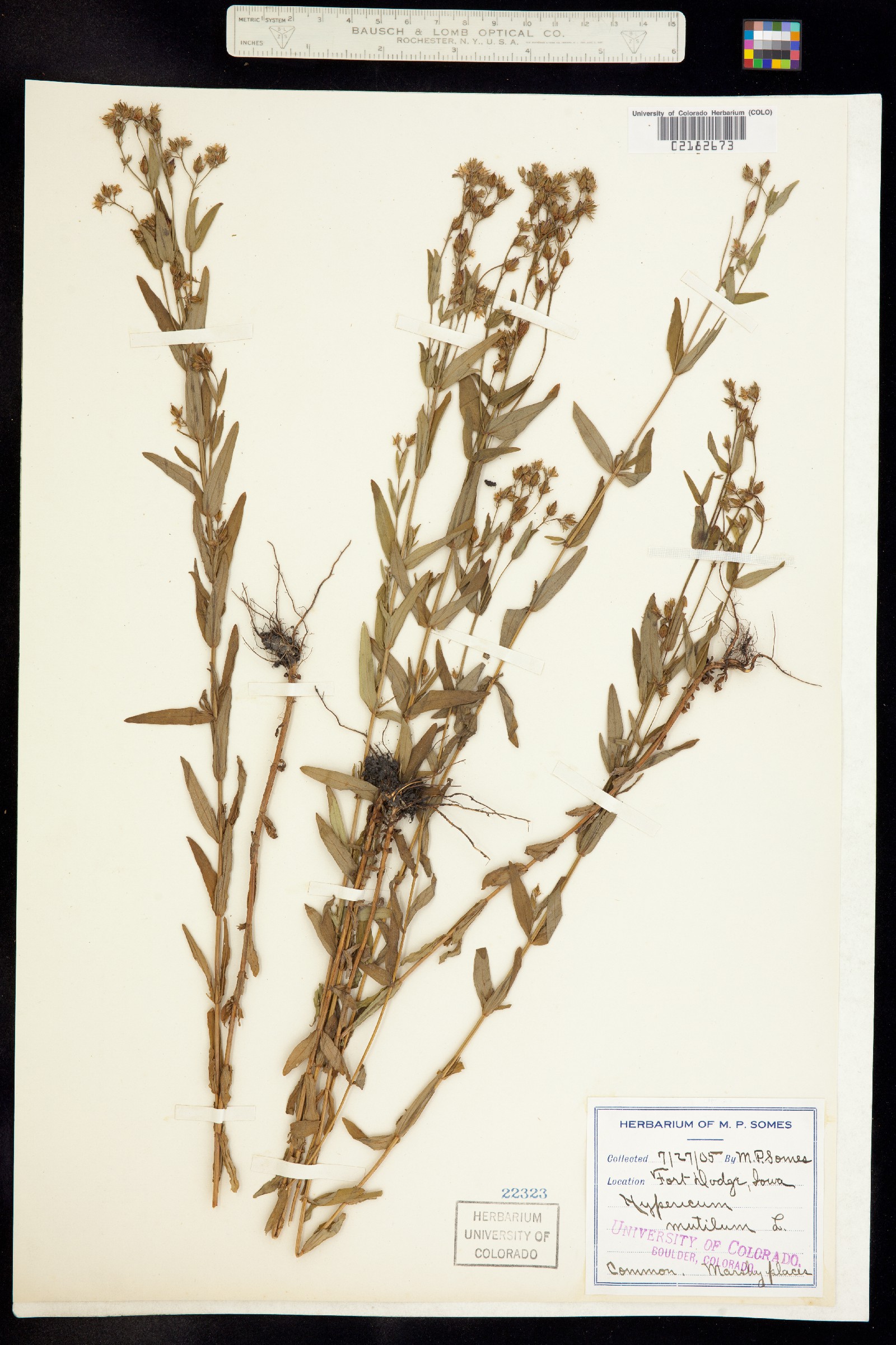 Hypericum mutilum image