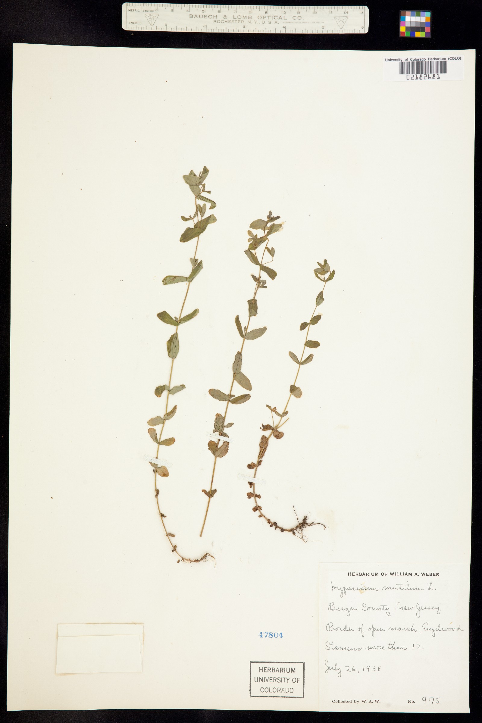 Hypericum mutilum image