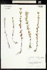 Hypericum montanum image
