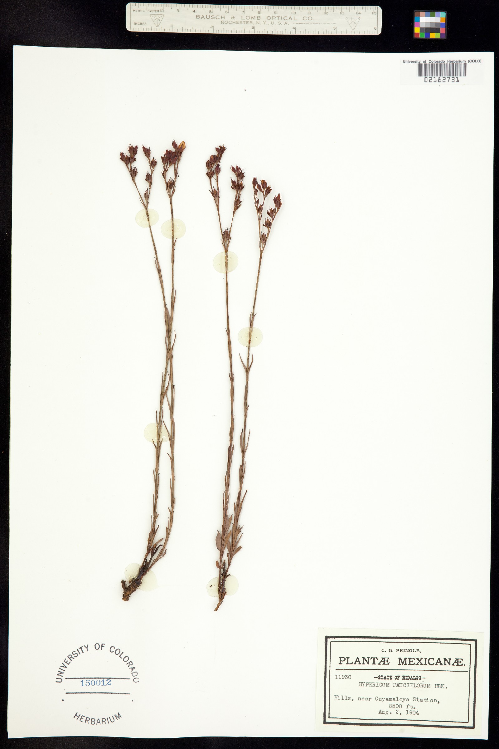 Hypericum pauciflorum image
