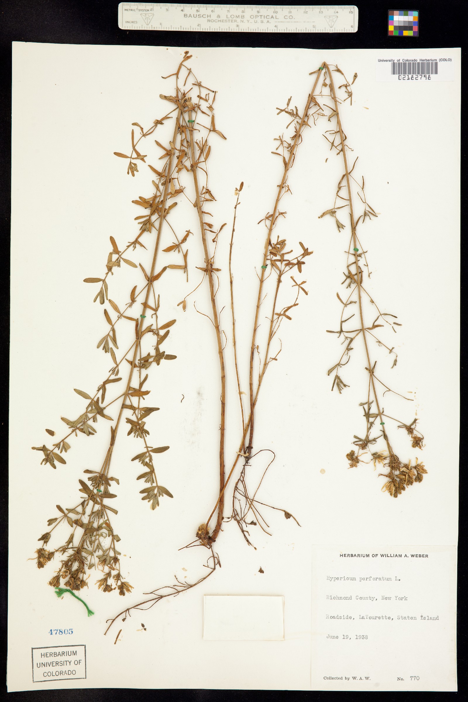 Hypericaceae image