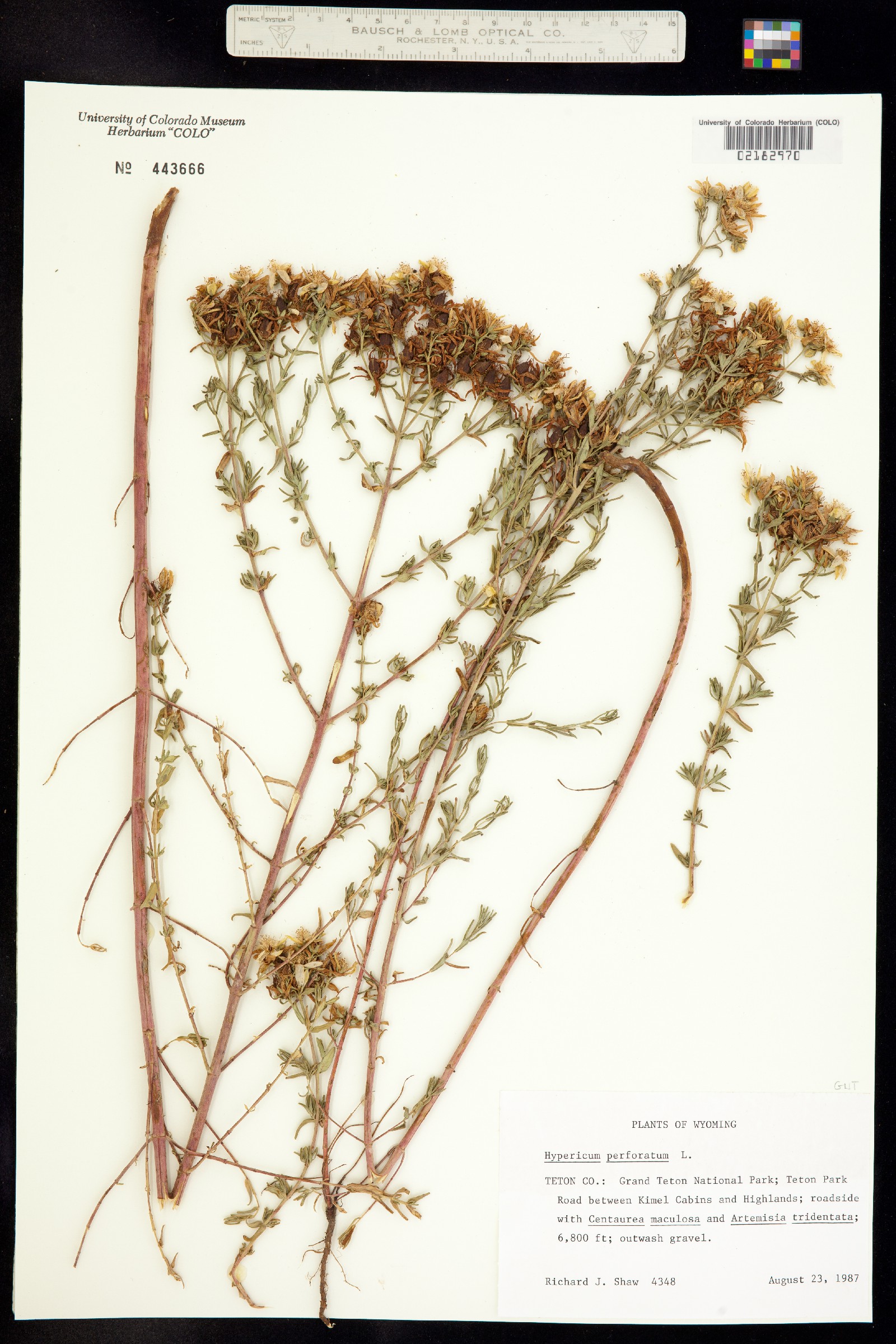 Hypericum image
