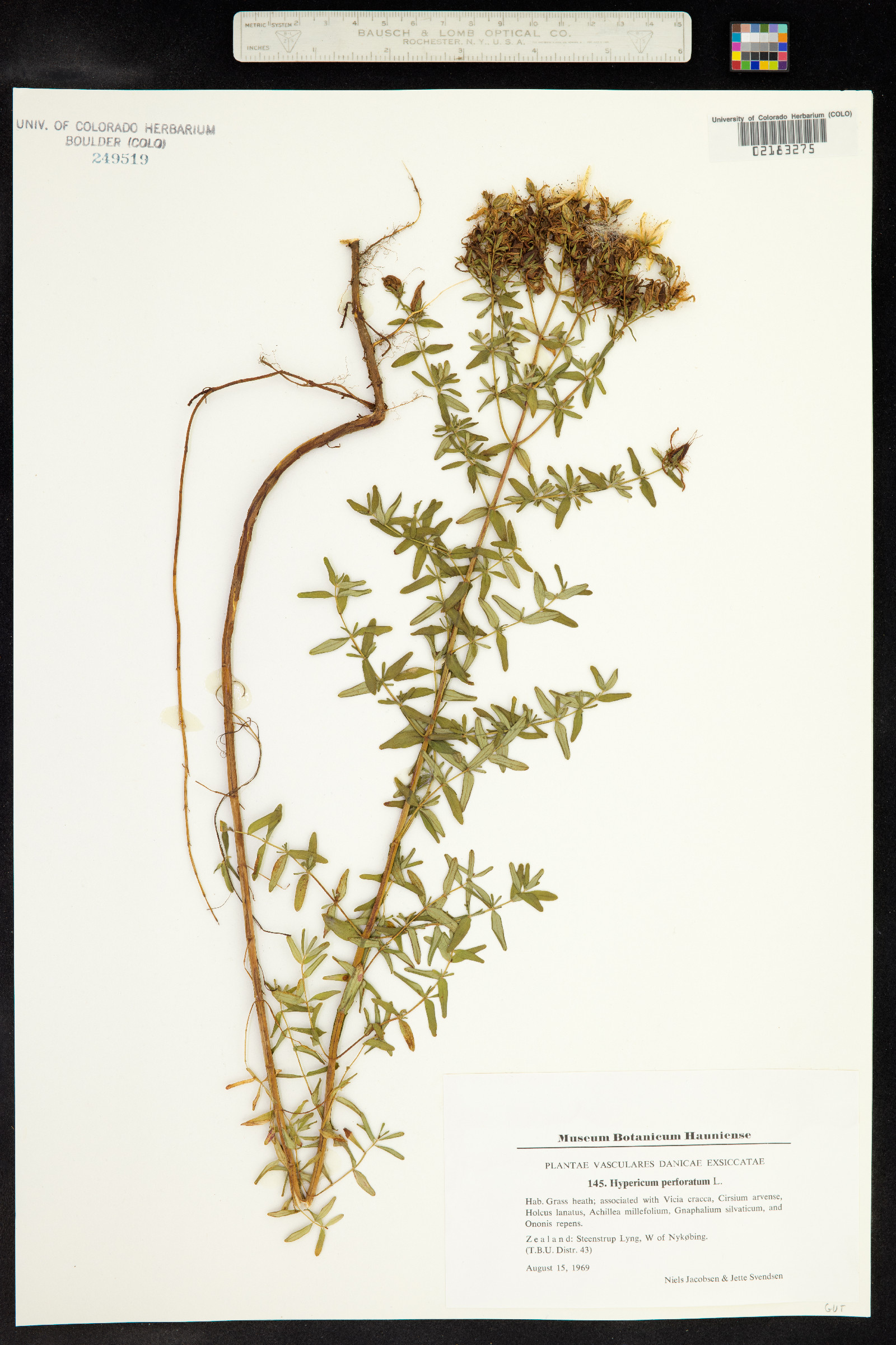 Hypericum perforatum image
