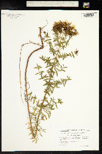 Hypericum perforatum image