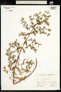 Hypericum perforatum image