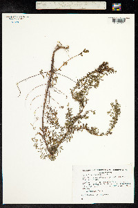 Hypericum perforatum image