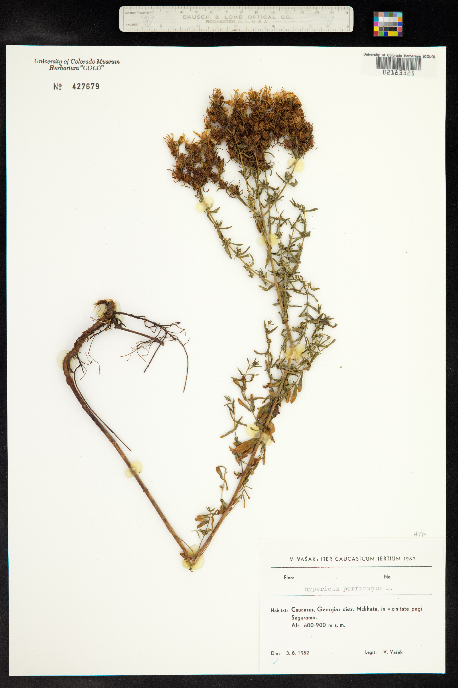 Hypericum perforatum image