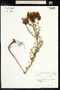 Hypericum perforatum image