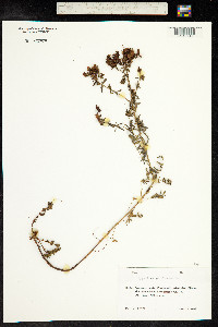 Hypericum perforatum image