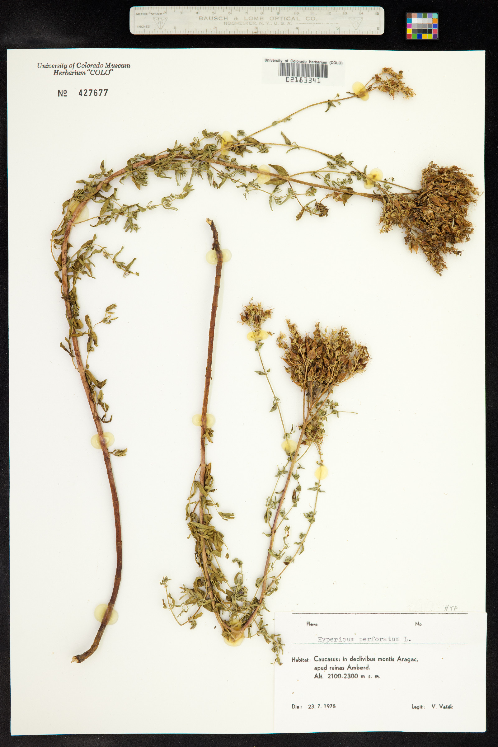 Hypericum perforatum image