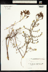 Hypericum perforatum image