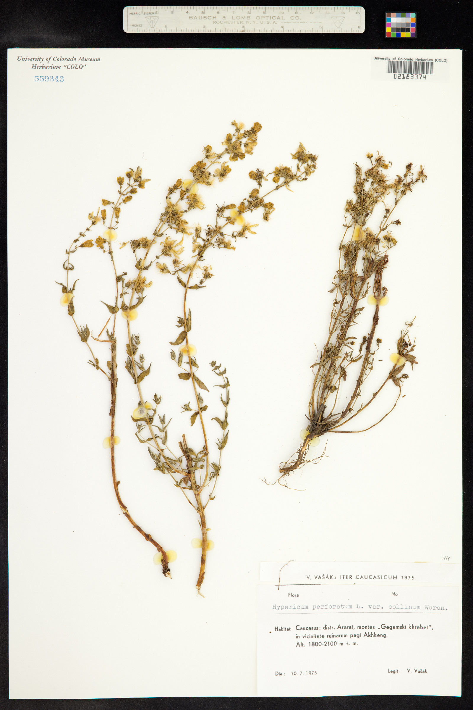 Hypericum perforatum image