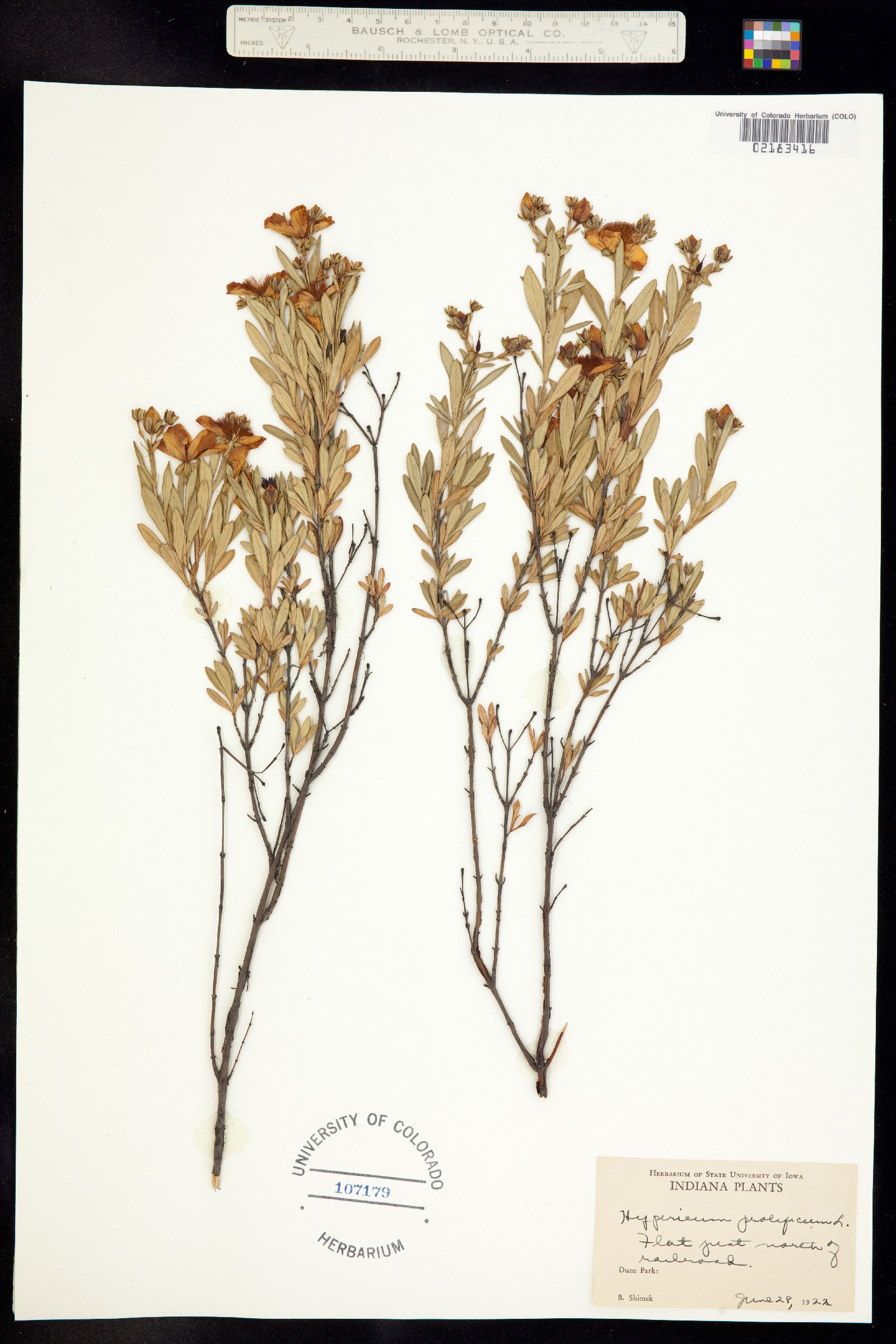Hypericum prolificum image