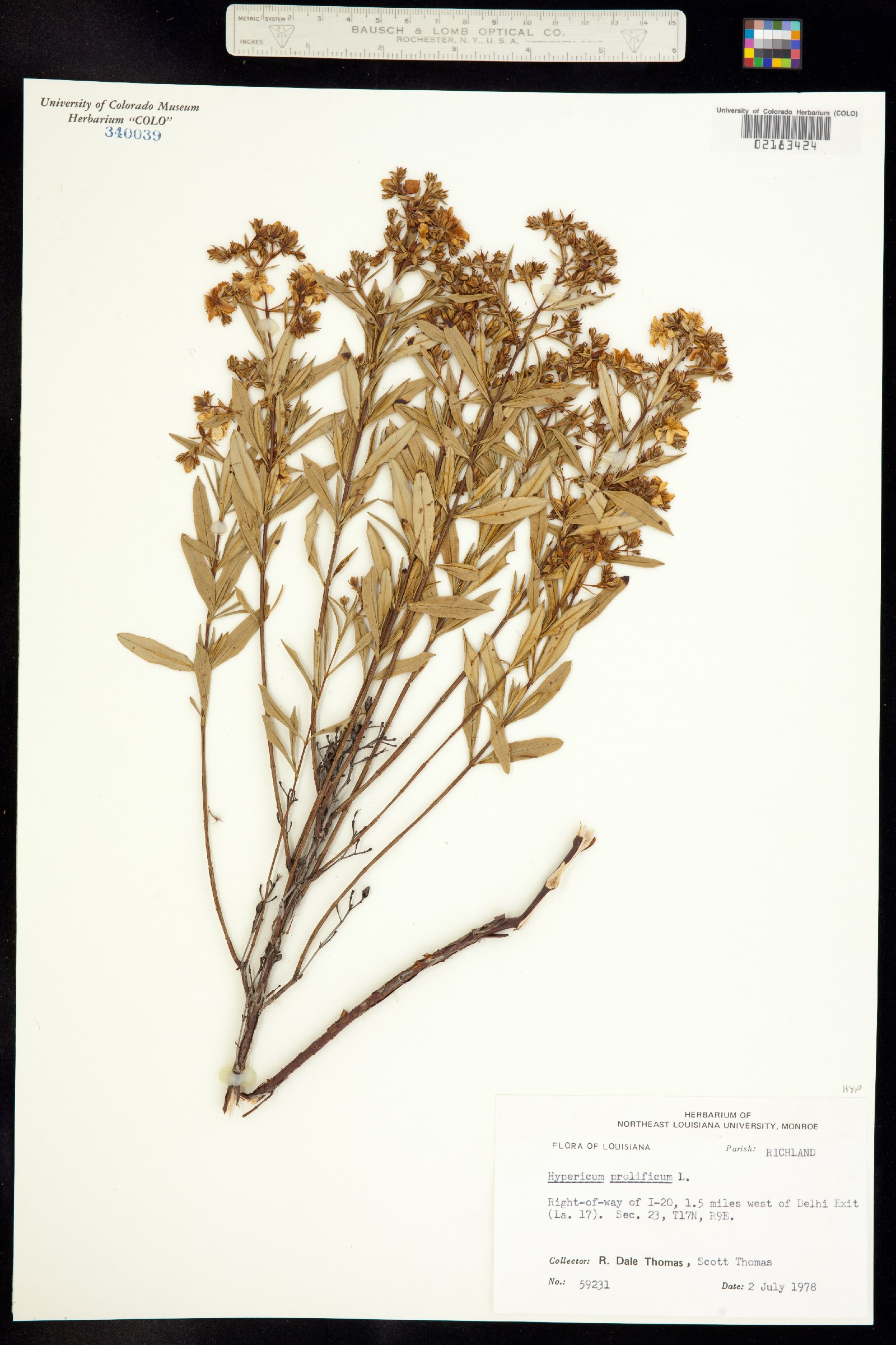 Hypericum prolificum image