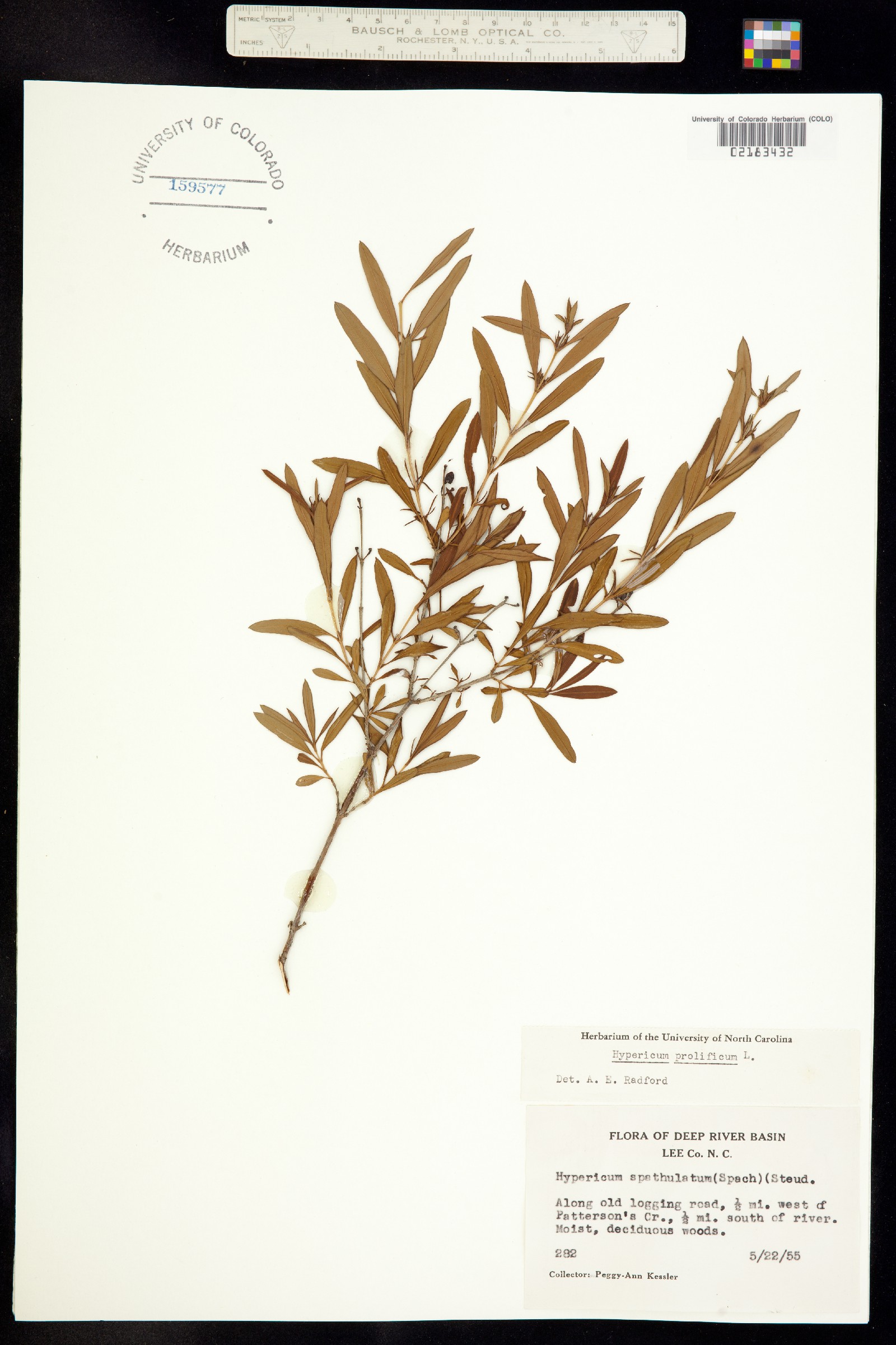 Hypericum prolificum image