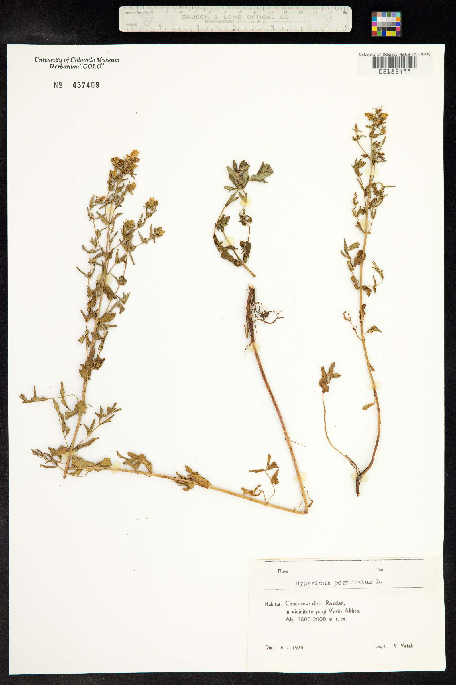 Hypericum perforatum image