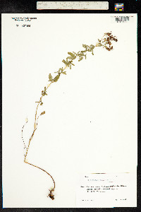 Hypericum perforatum image