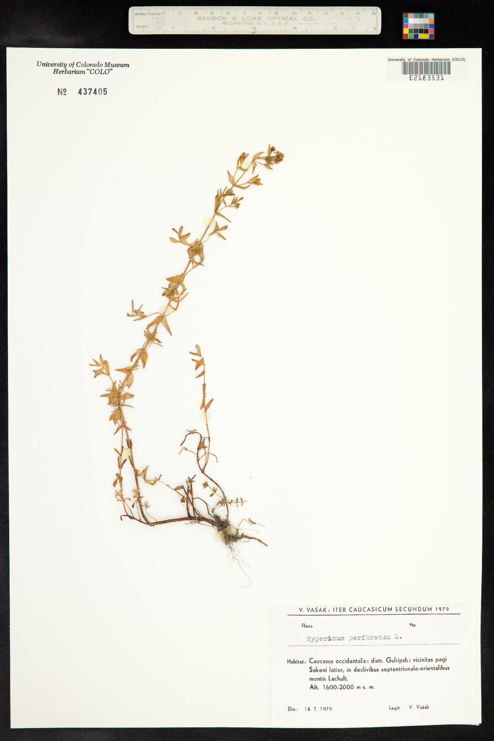 Hypericum perforatum image